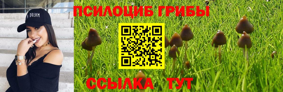 Галлюциногенные грибы Psilocybe  Вход с VPN  Луга 